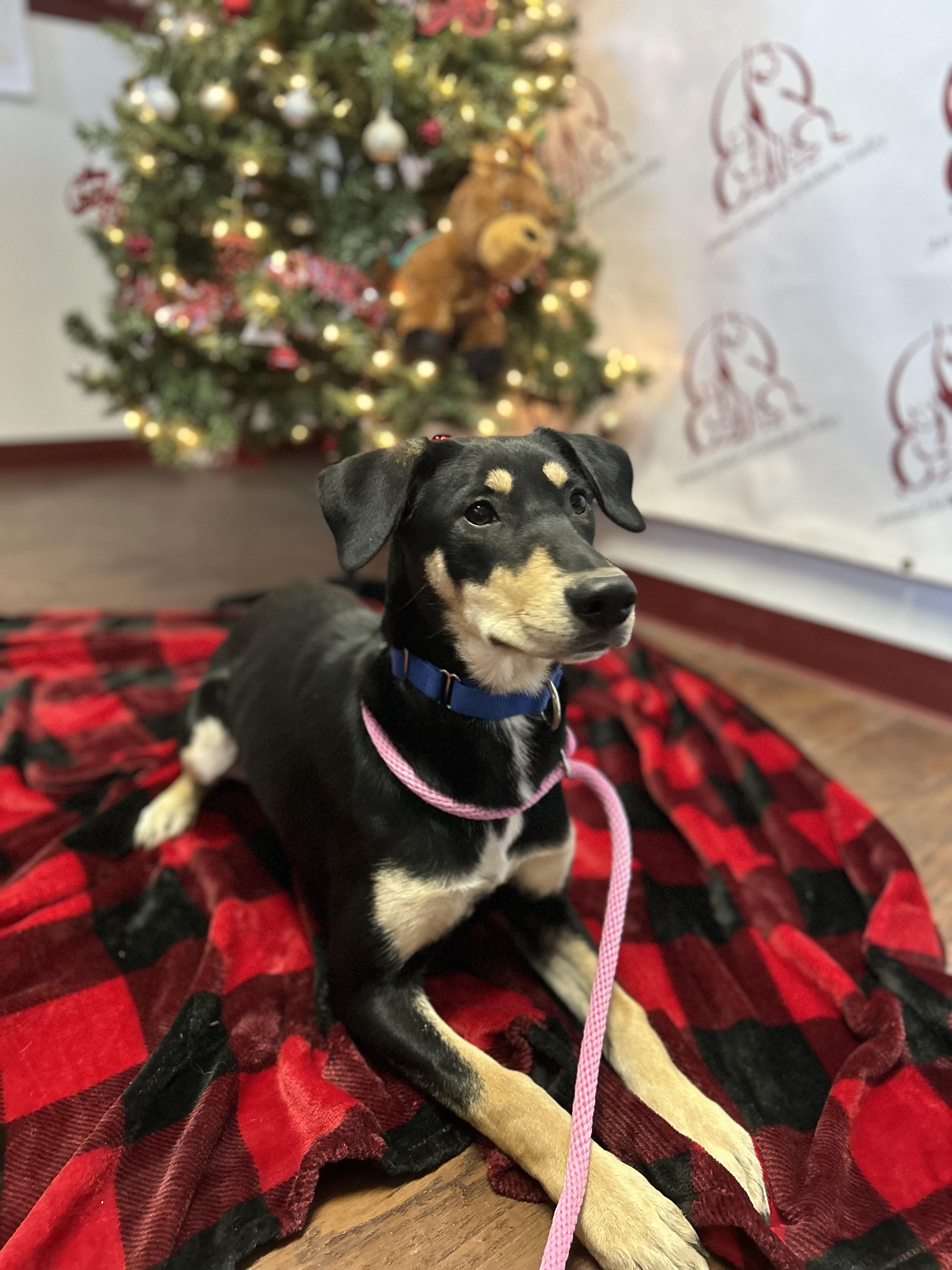 Enlarge Lyla, a Adoptable mixed breed in Howes Cave, NY image 2/4