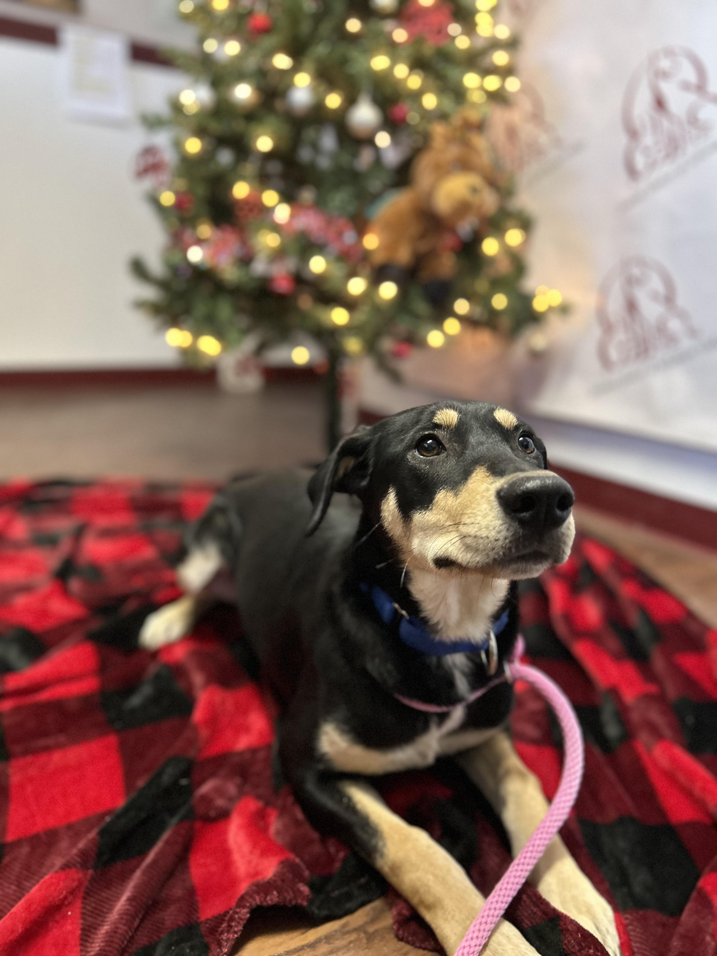 Enlarge Lyla, a Adoptable mixed breed in Howes Cave, NY image 4/4