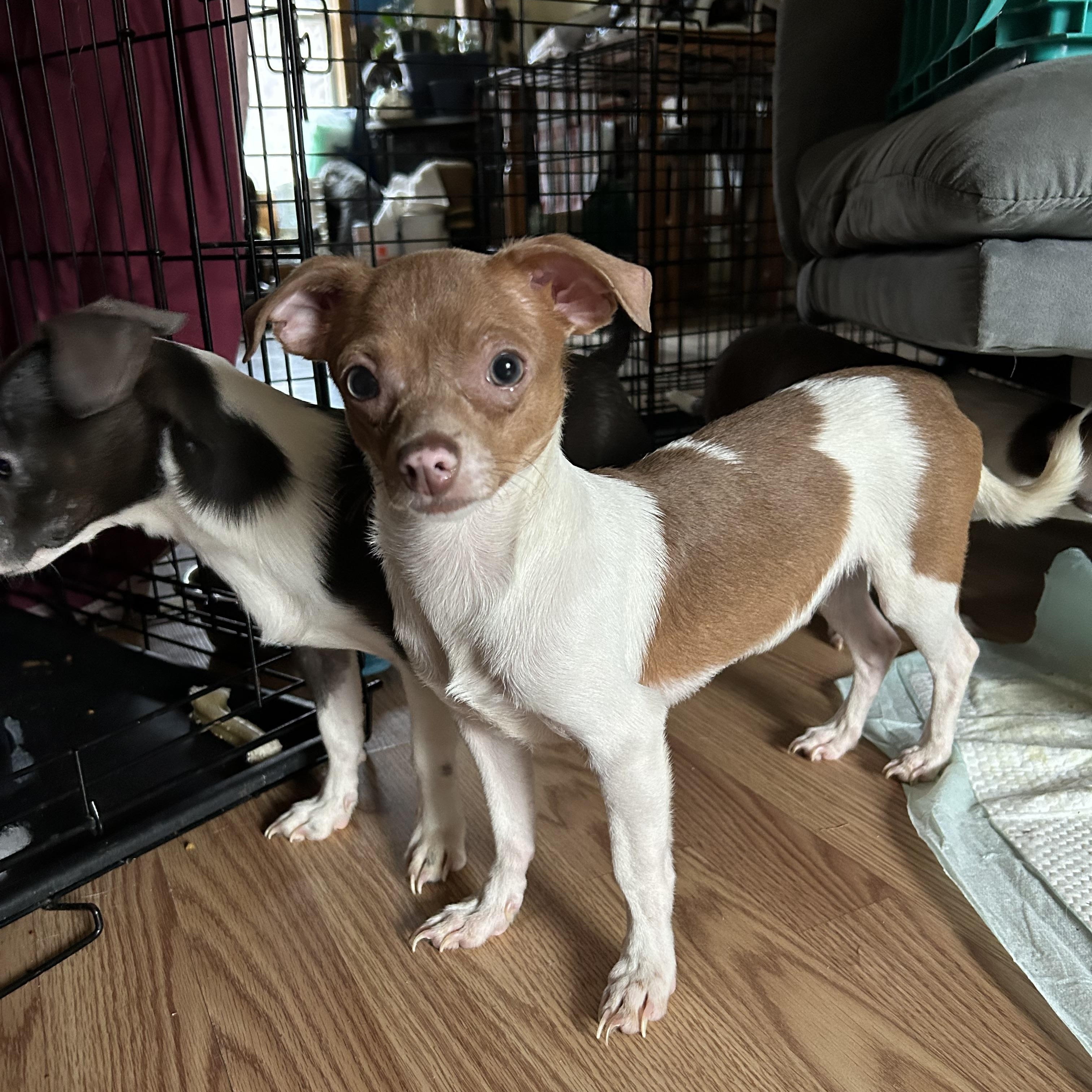 Enlarge PINKY, a Adoptable Chihuahua in Millerstown, PA image 3/6