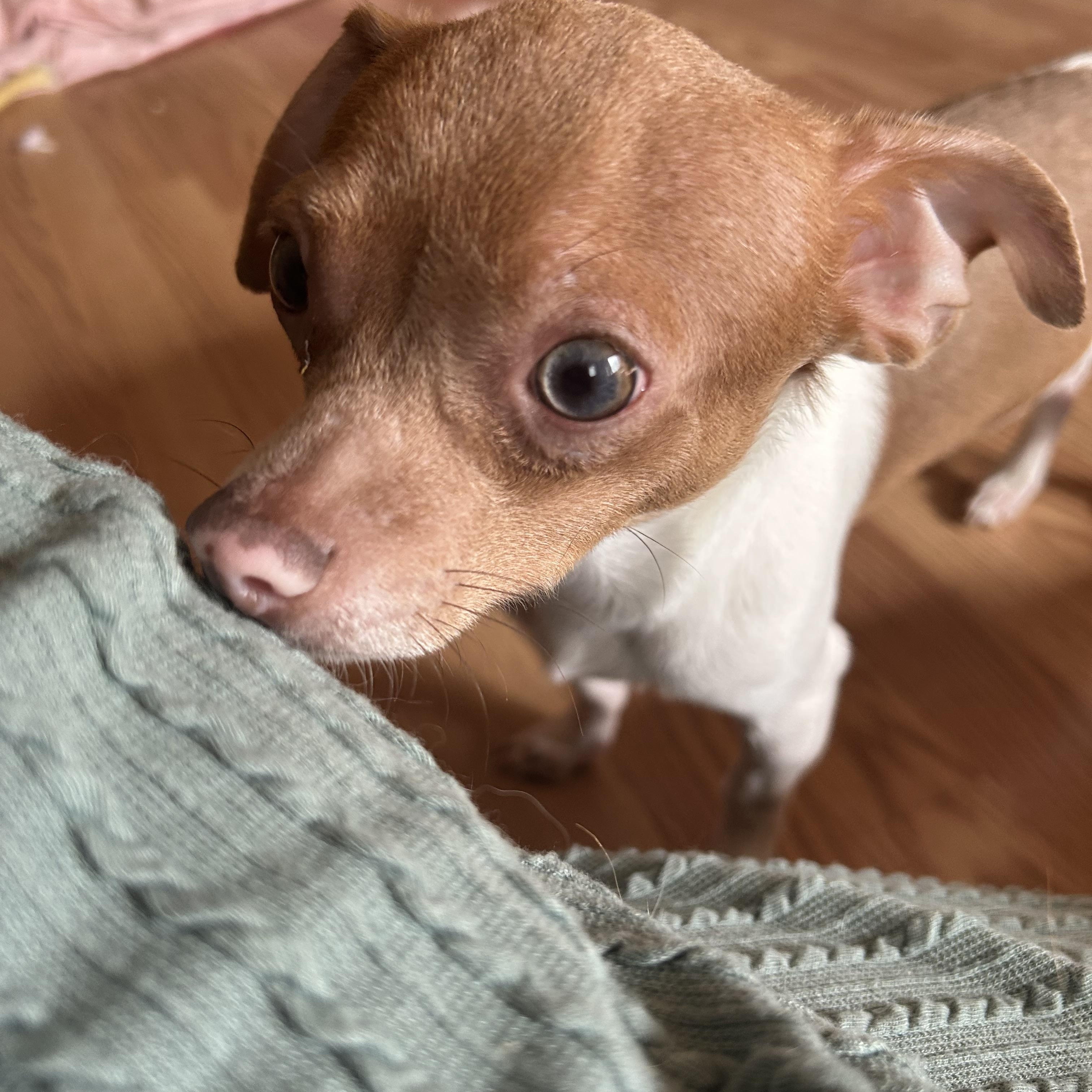 Enlarge PINKY, a Adoptable Chihuahua in Millerstown, PA image 4/6