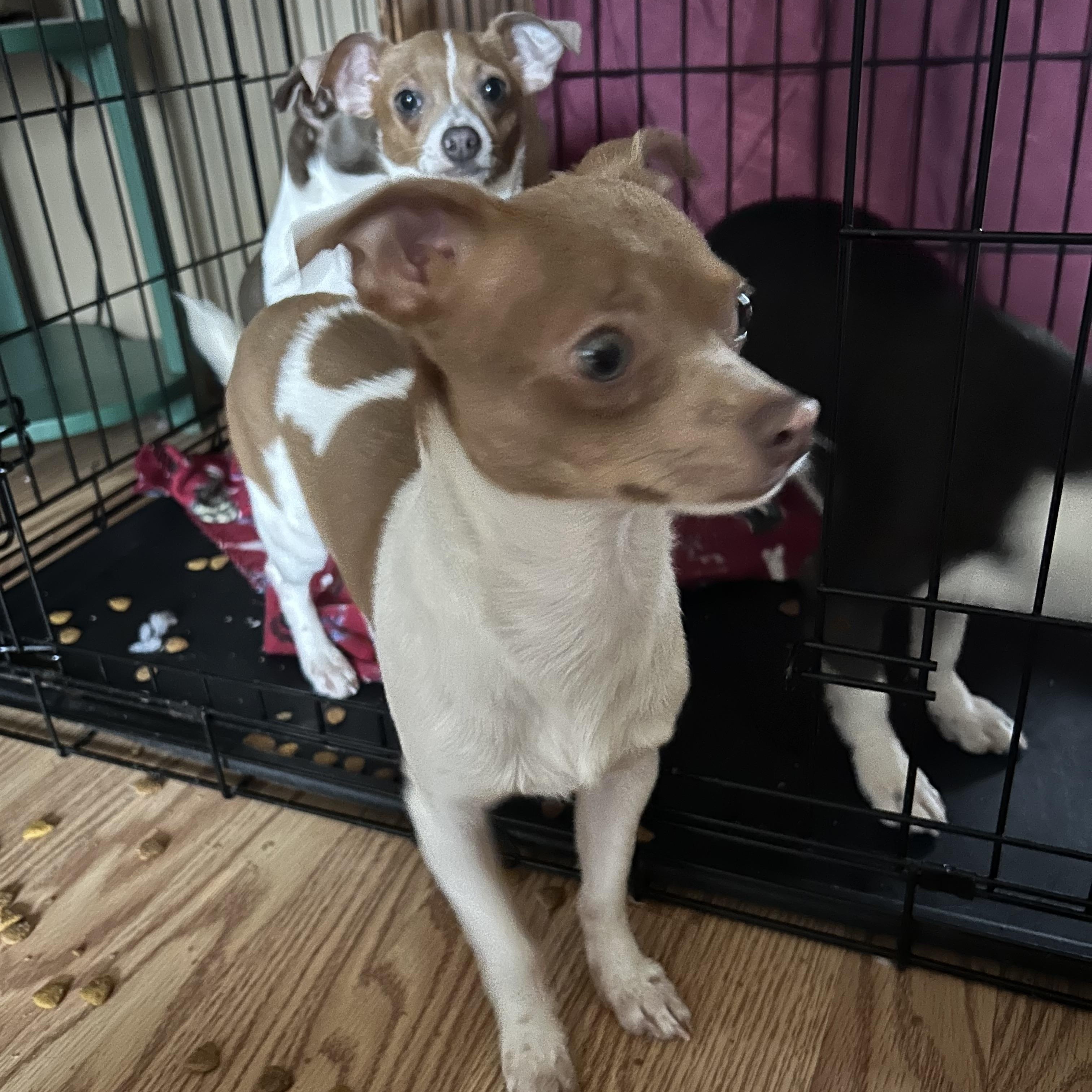 Enlarge PINKY, a Adoptable Chihuahua in Millerstown, PA image 5/6