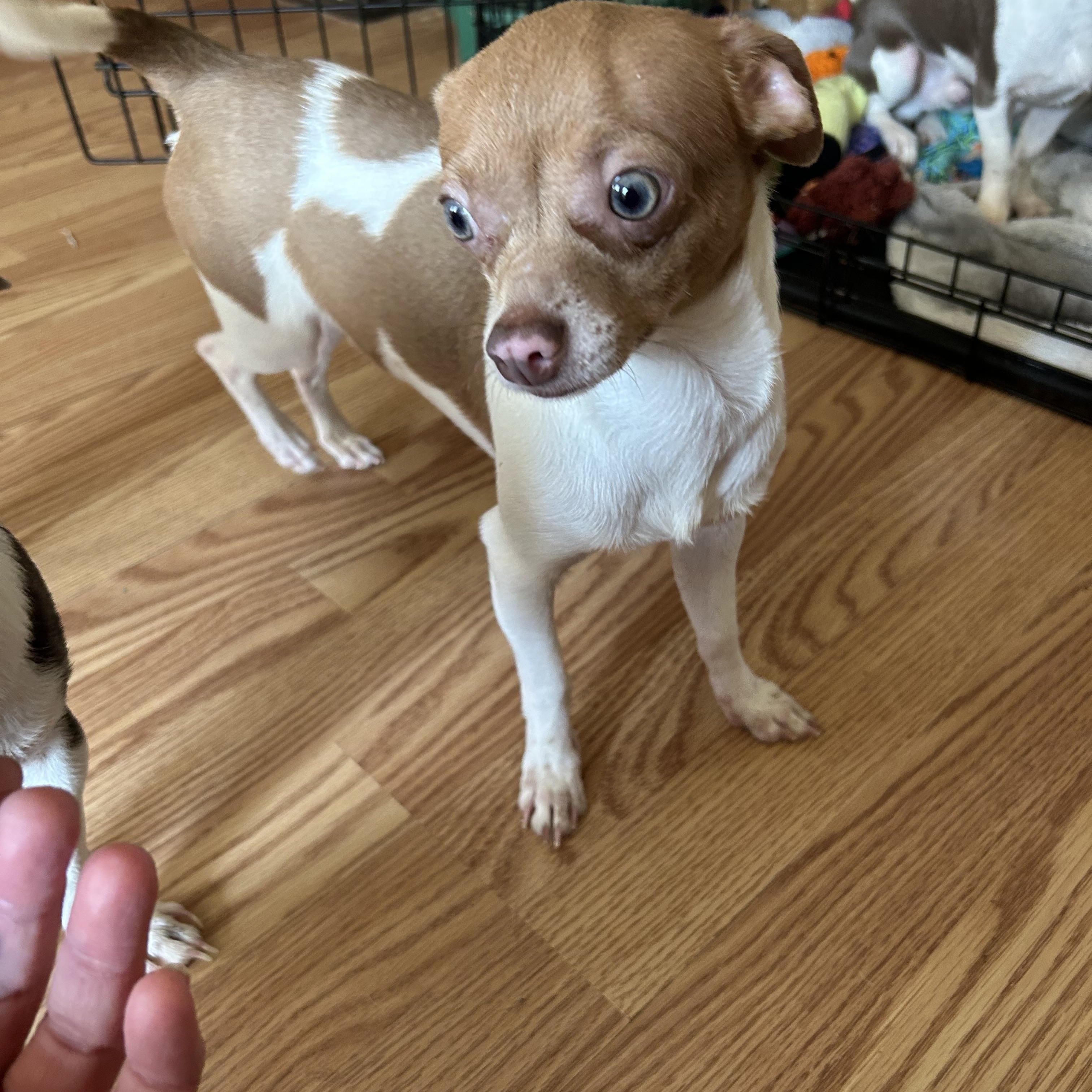 Enlarge PINKY, a Adoptable Chihuahua in Millerstown, PA image 6/6