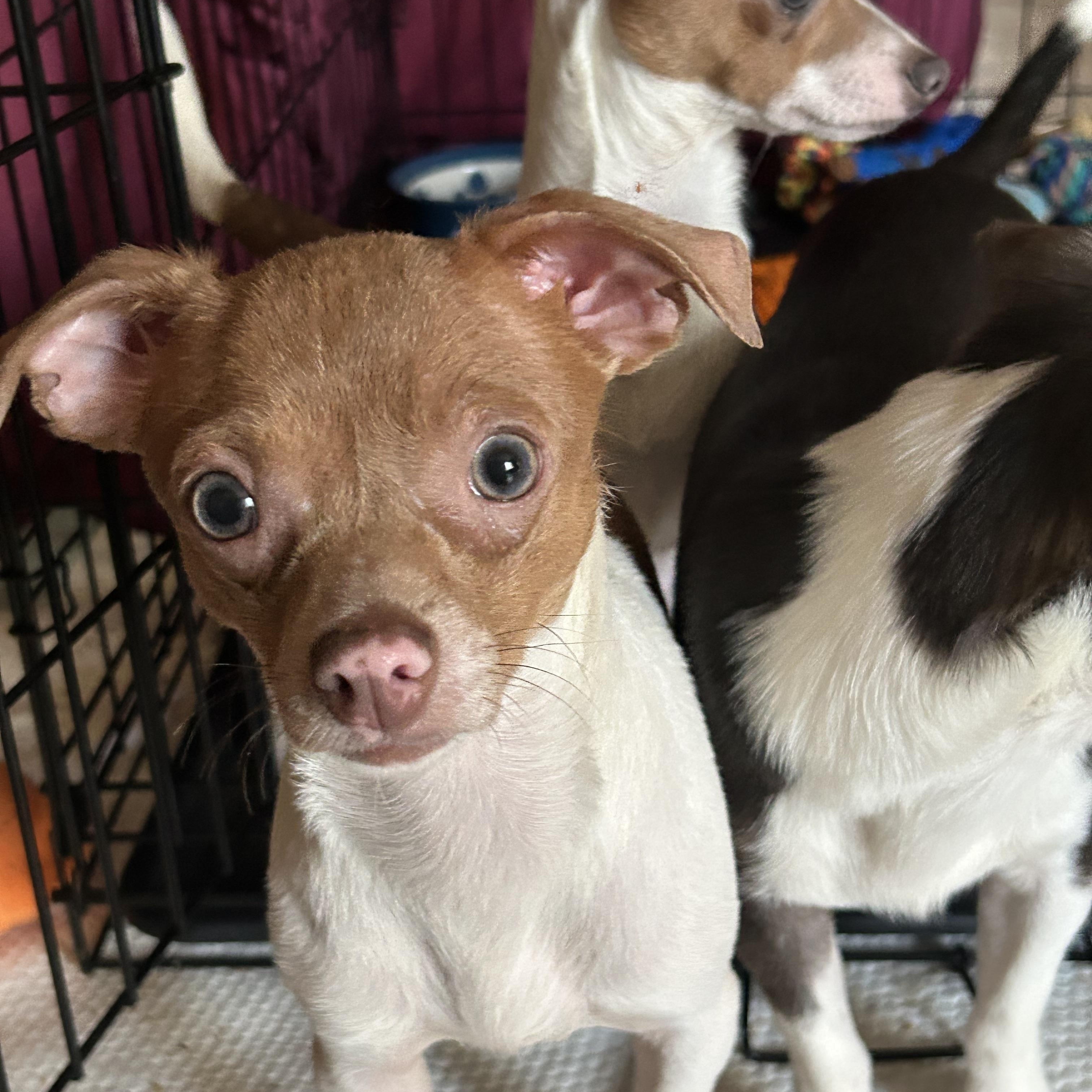Enlarge PINKY, a Adoptable Chihuahua in Millerstown, PA image 1/6
