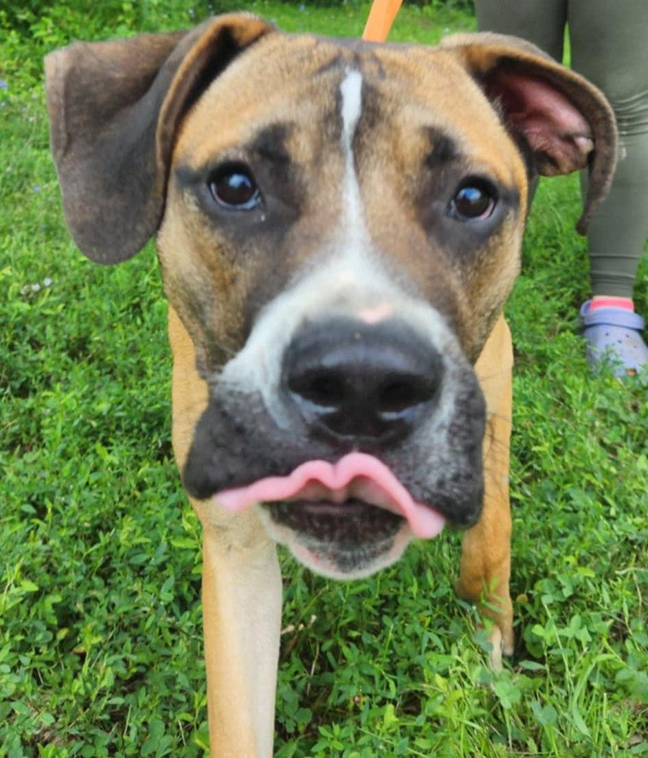 rocco, Adoptable, Young Male Boxer.