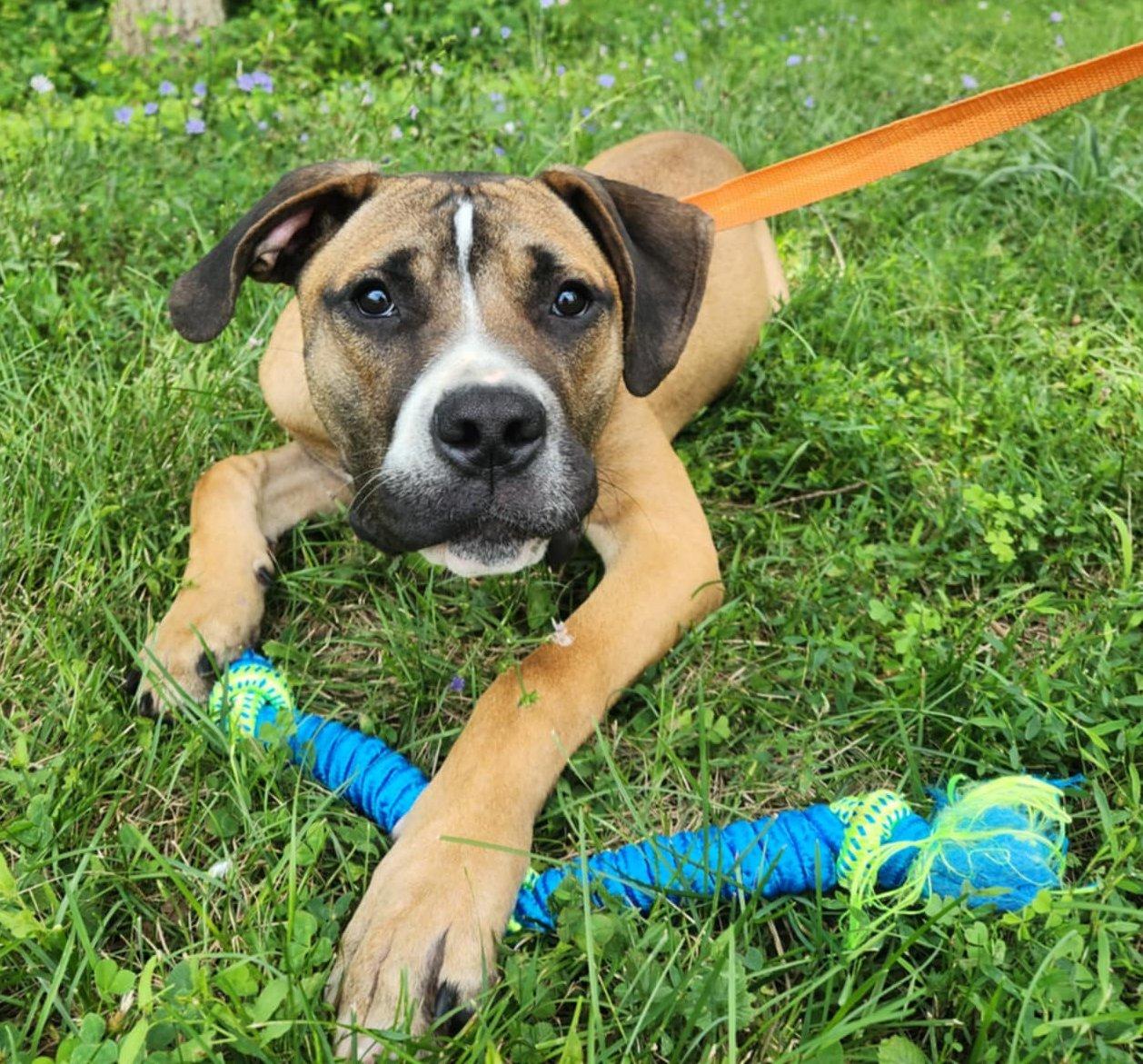 Enlarge rocco, a Adoptable Boxer in MARION, IN image 2/6