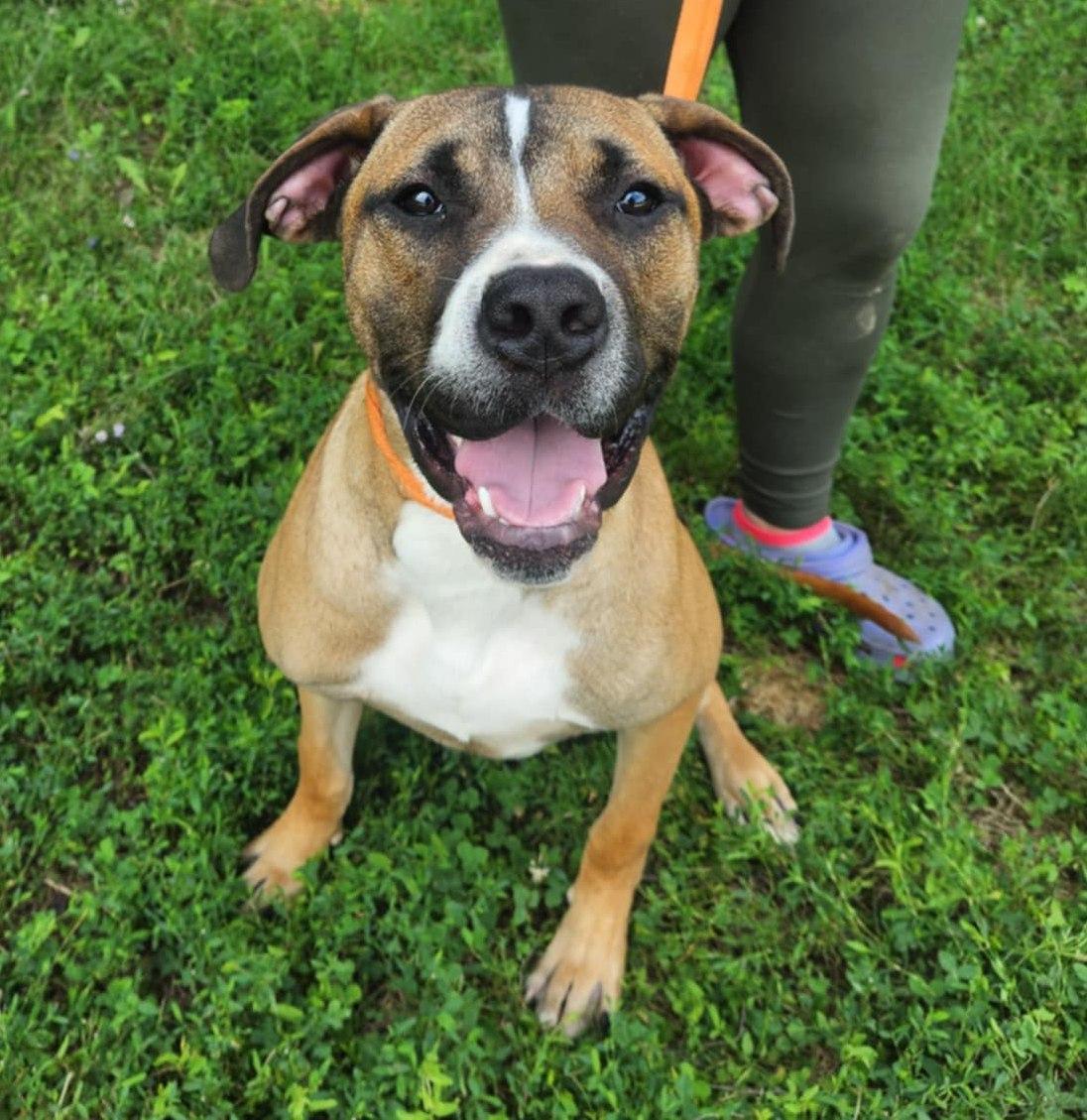Enlarge rocco, a Adoptable Boxer in MARION, IN image 3/6
