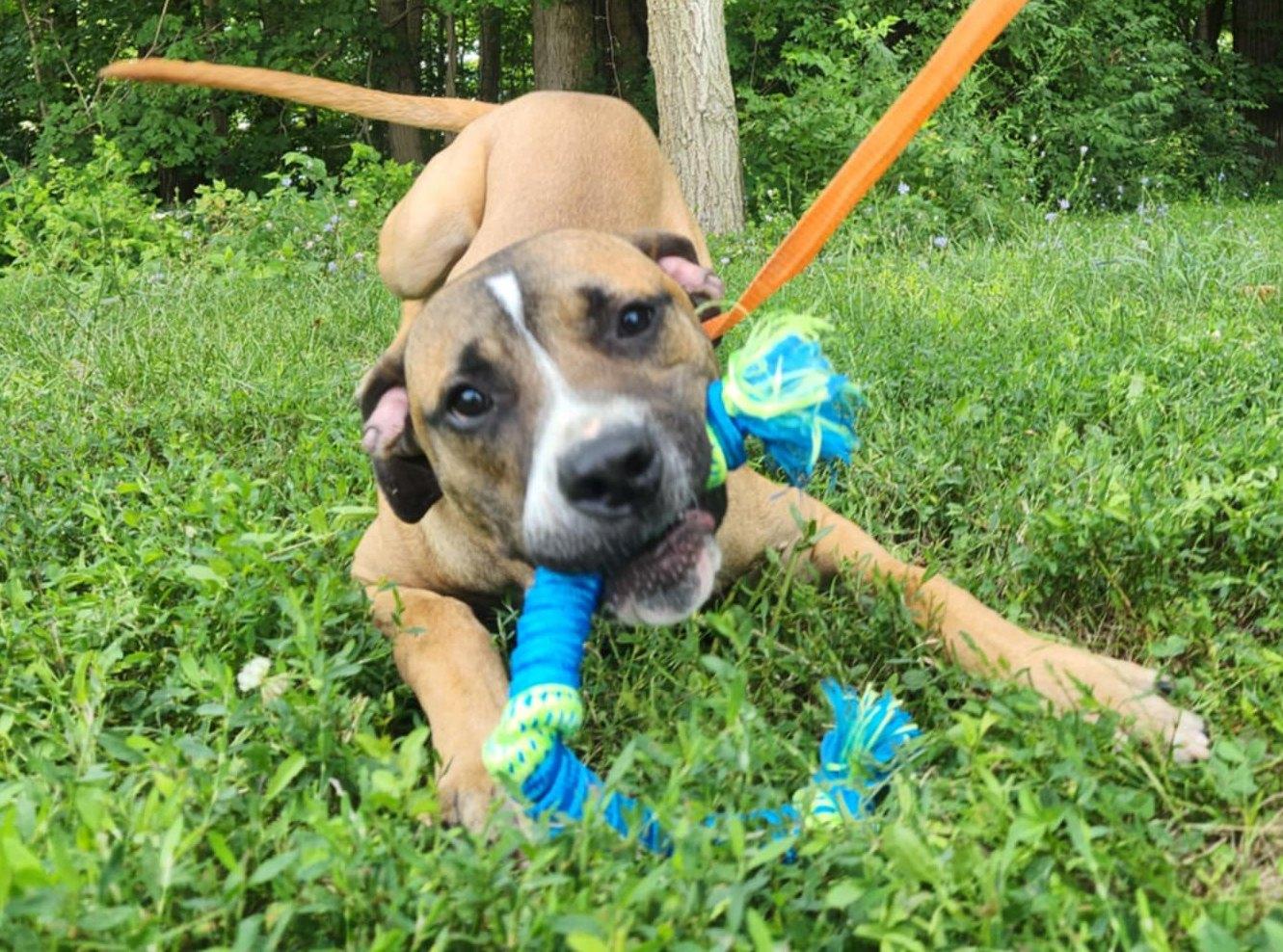 Enlarge rocco, a Adoptable Boxer in MARION, IN image 4/6