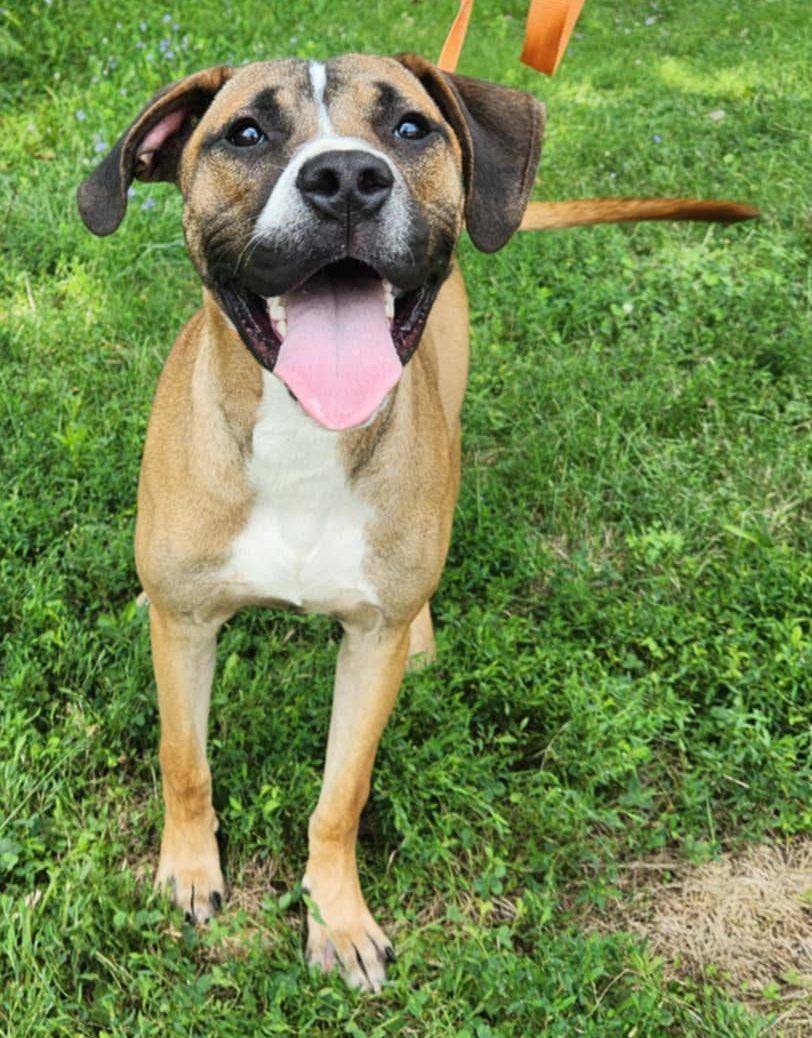 Enlarge rocco, a Adoptable Boxer in MARION, IN image 5/6