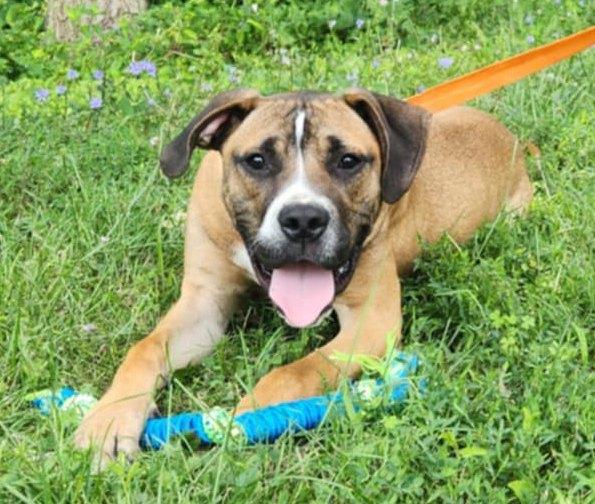 Enlarge rocco, a Adoptable Boxer in MARION, IN image 6/6