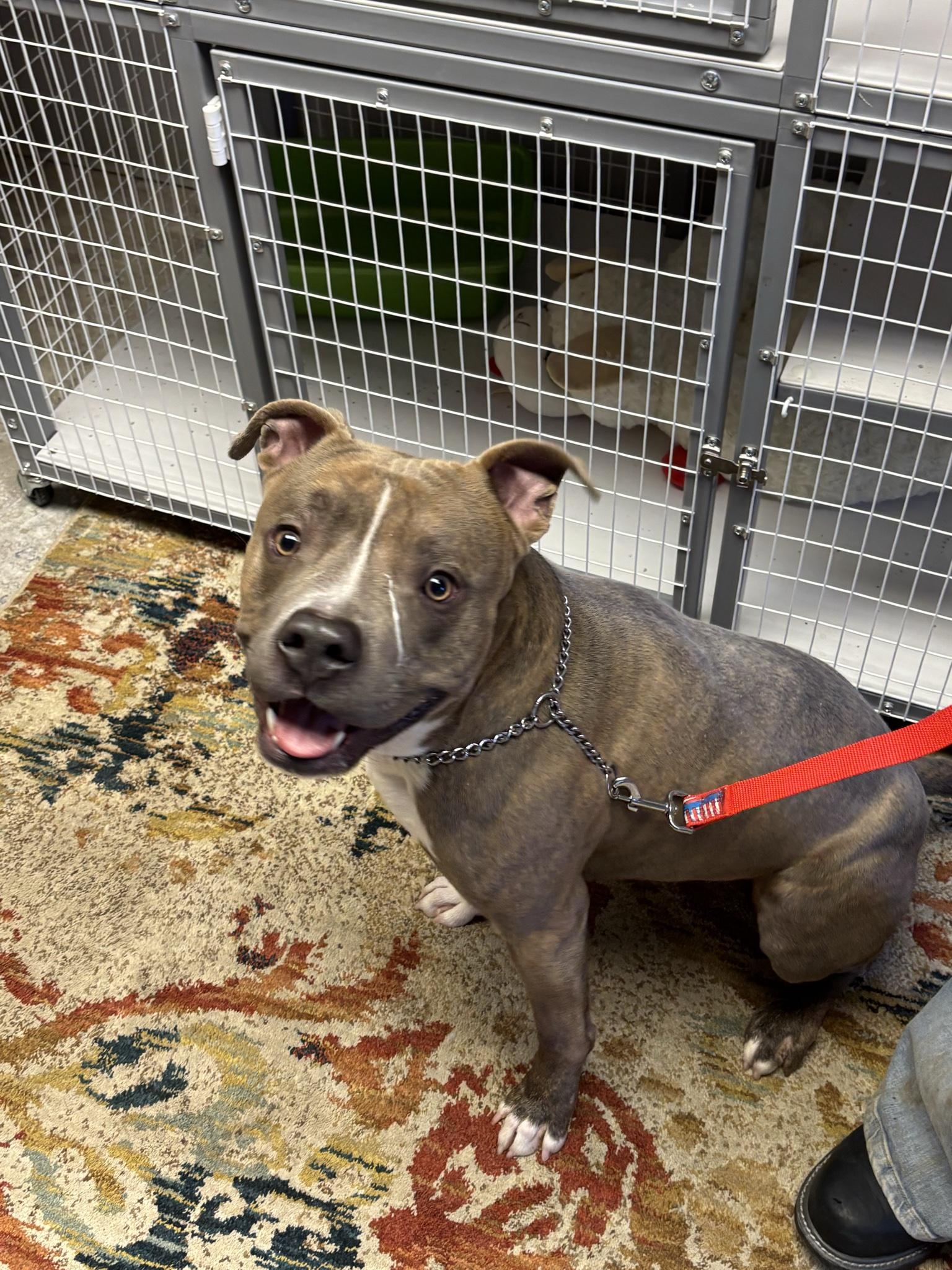 Enlarge Danny, an adopted Pit Bull Terrier in Milford, CT image 2/3