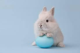 Enlarge Chinchillas- PROD TEST NOT ADOPTABLE, an adopted Checkered Giant in Bettles, AK image 1/3