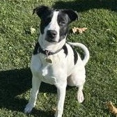 Moo, Adoptable, Young Male Mixed Breed.