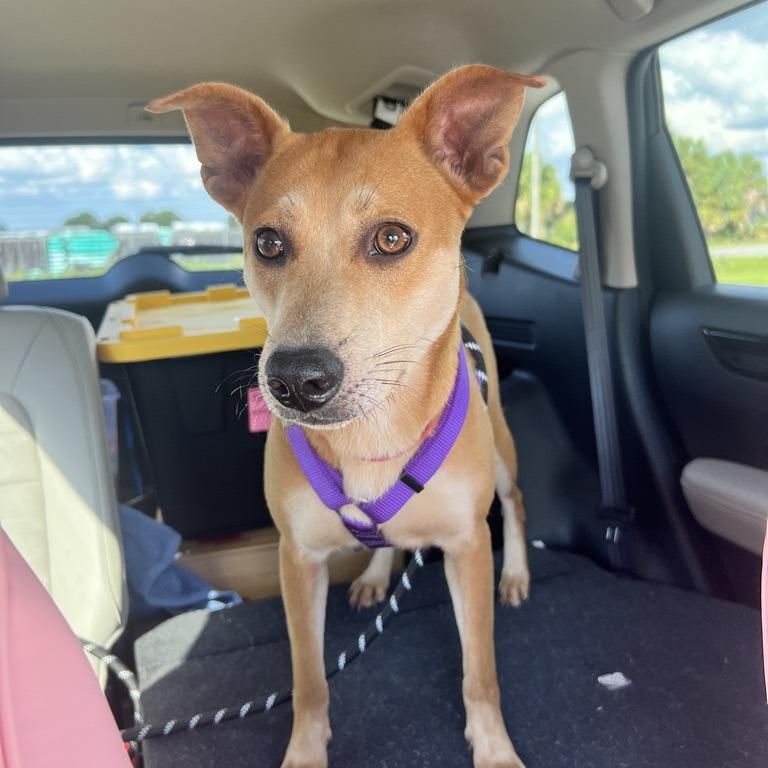 Enlarge Isla, a Adoptable mixed breed in Hobe Sound, FL image 2/3