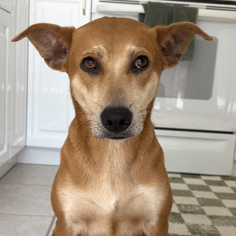 Enlarge Isla, a Adoptable mixed breed in Hobe Sound, FL image 3/3