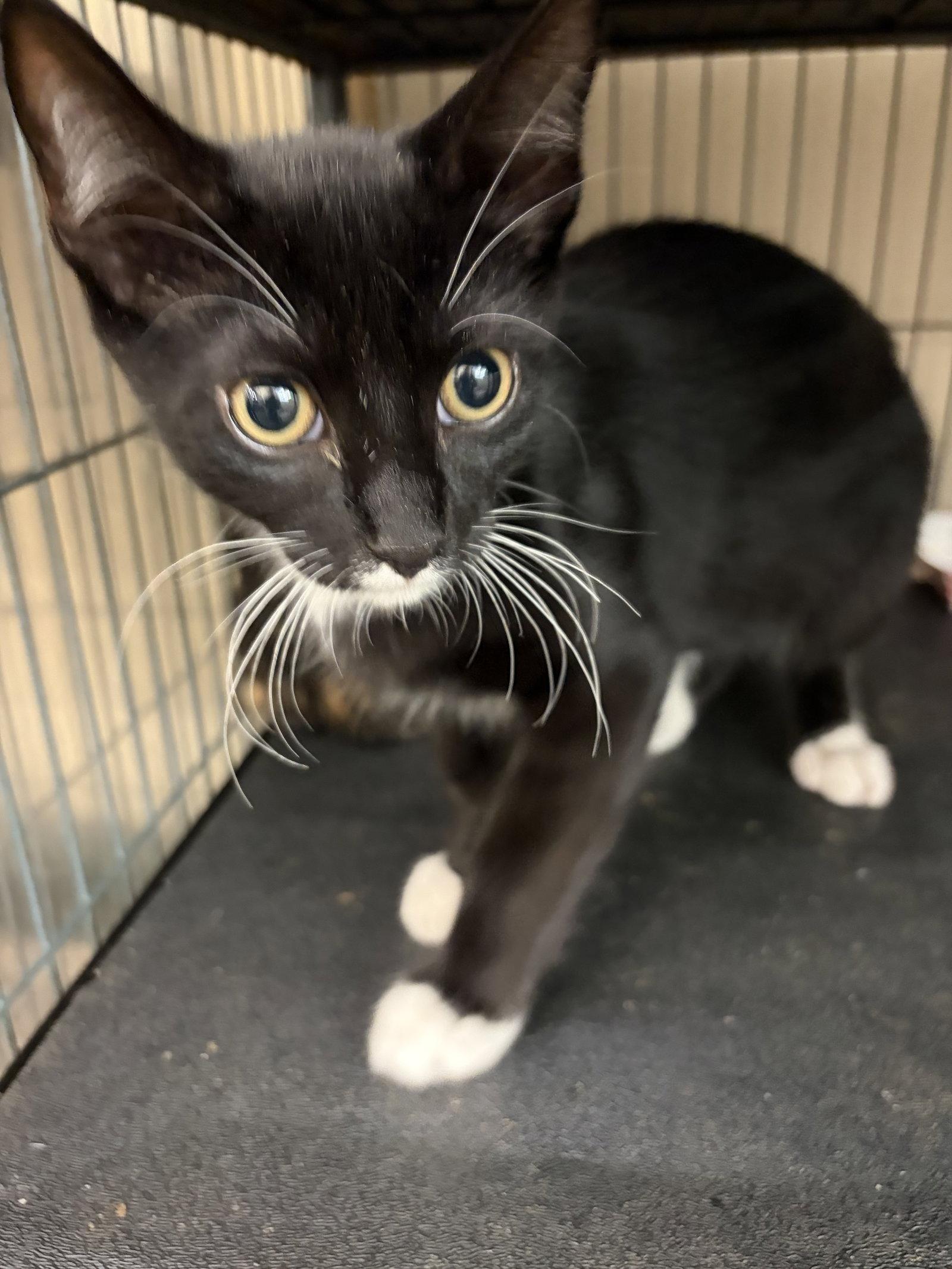 Enlarge RIGATONI, a Adopted Tuxedo in Smithtown, NY image 1/1