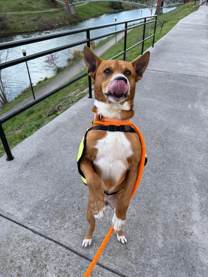 Benji, Adoptable, Adult Male Basenji & Mixed Breed.