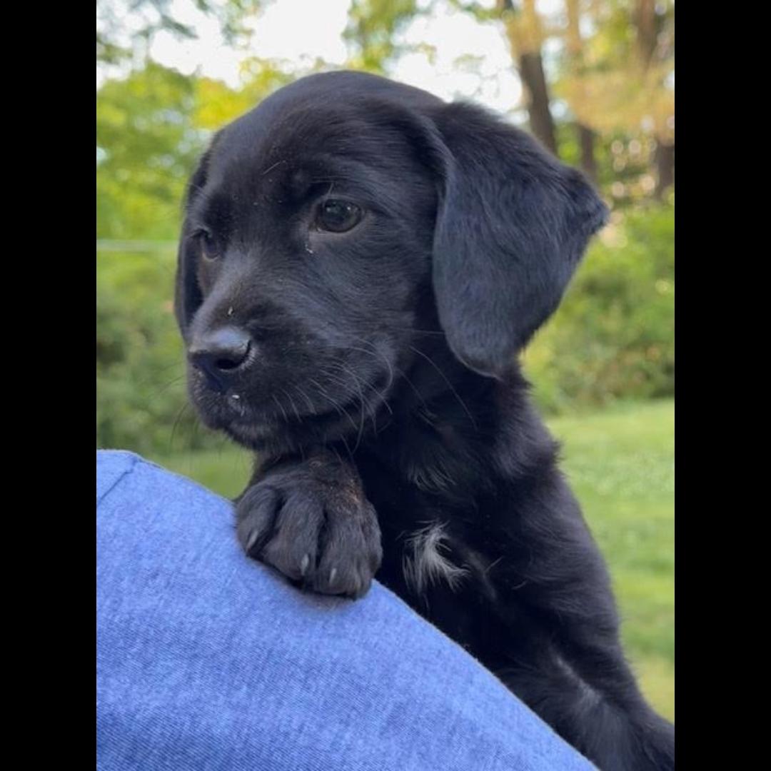 Kahlo, an adopted mixed breed in Midlothian, VA image 3/6