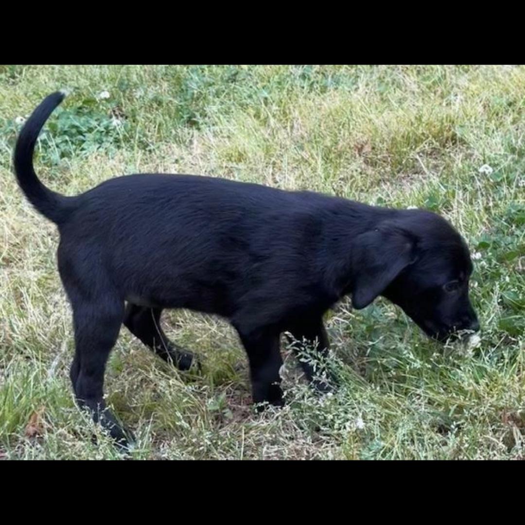 Kahlo, an adopted mixed breed in Midlothian, VA image 6/6