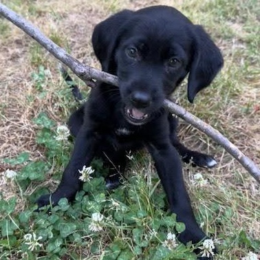 Kahlo, ADOPTABLE, Puppy Female Labrador Retriever.