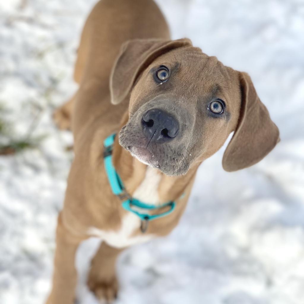 Enlarge Bailey, a Adoptable mixed breed in Decorah, IA image 1/1