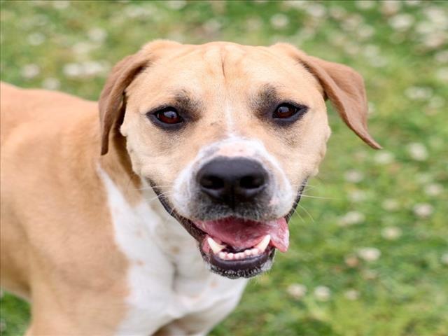 A516640, Adoptable, Adult Male Boxer & Mixed Breed.