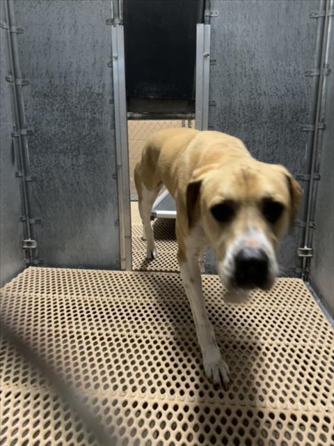 Enlarge A516640, a Adoptable mixed breed in Wilmington, NC image 1/1