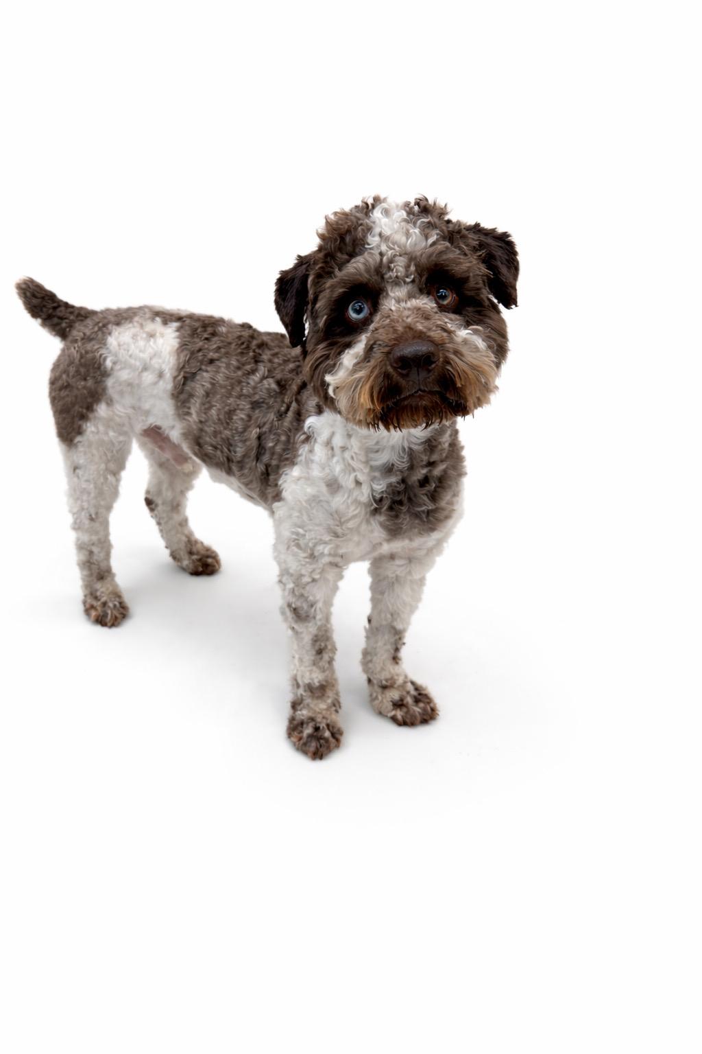 Enlarge Lancaster, a ADOPTABLE mixed breed in Waldorf, MD image 1/2