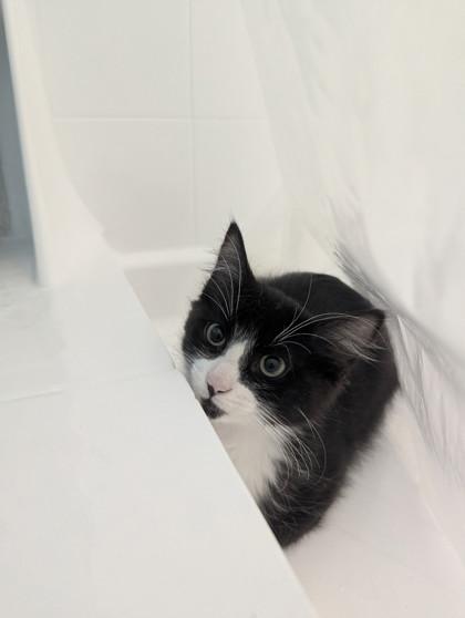 Buster *AT PETCO TATUM AND BELL*, Adoptable, Kitten Male Domestic Medium Hair & Domestic Short Hair.