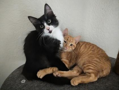 Enlarge Buster *AT PETCO TATUM AND BELL*, a Adoptable mixed breed in Scottsdale, AZ image 2/3