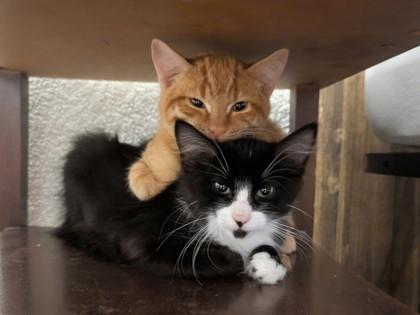 Enlarge Buster *AT PETCO TATUM AND BELL*, a Adoptable mixed breed in Scottsdale, AZ image 3/3