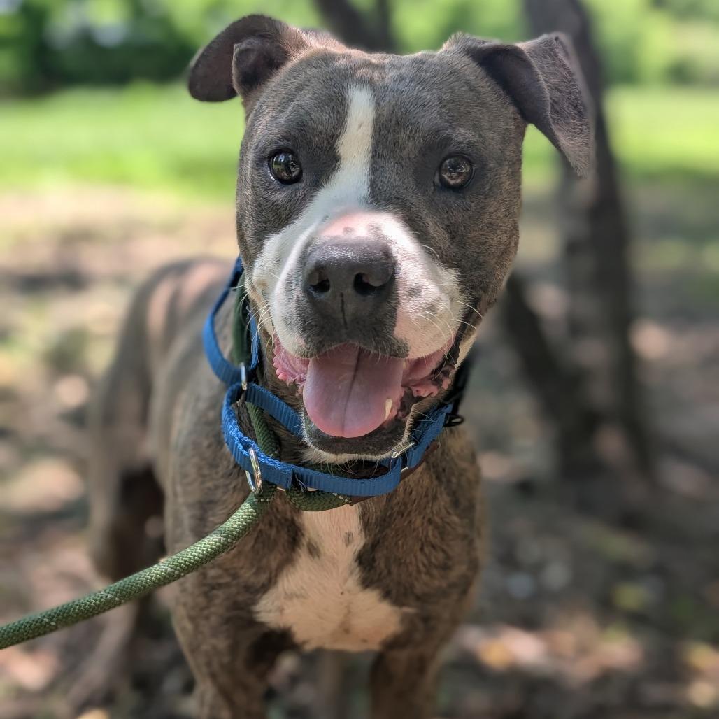 Enlarge Sean 27826, a Adoptable Mixed Breed in Middleburg, FL image 1/2