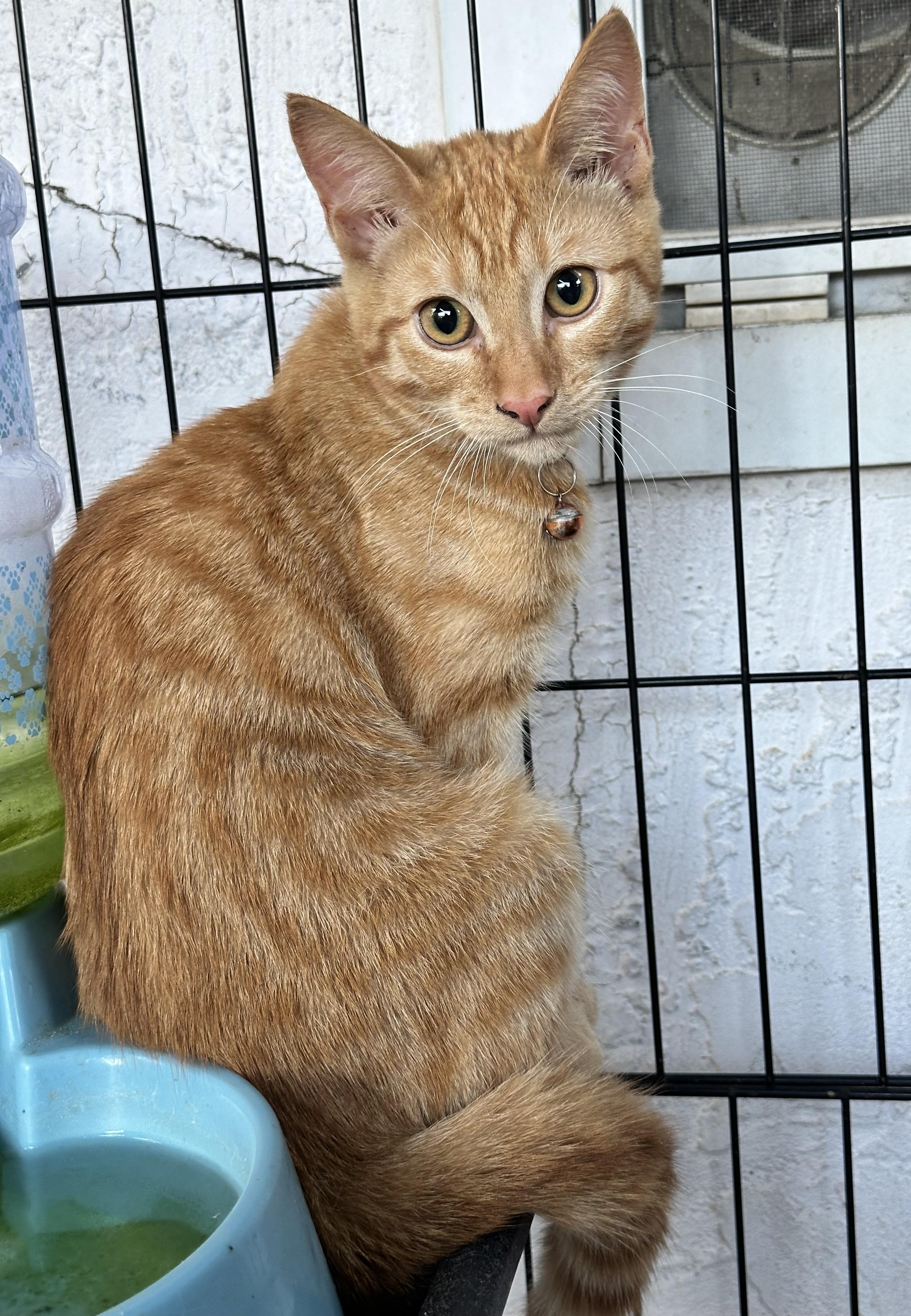 Enlarge Dyna, a Adoptable Domestic Short Hair in San Jose, CA image 1/1