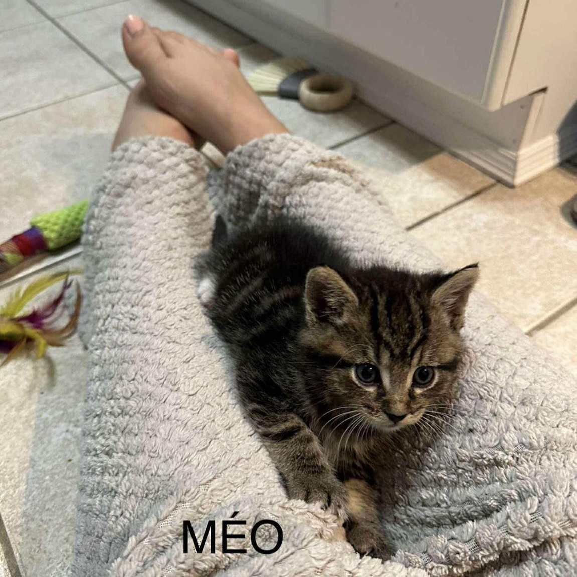 Méo, a Adoptable Domestic Medium Hair in Montreal, QC image 2/5