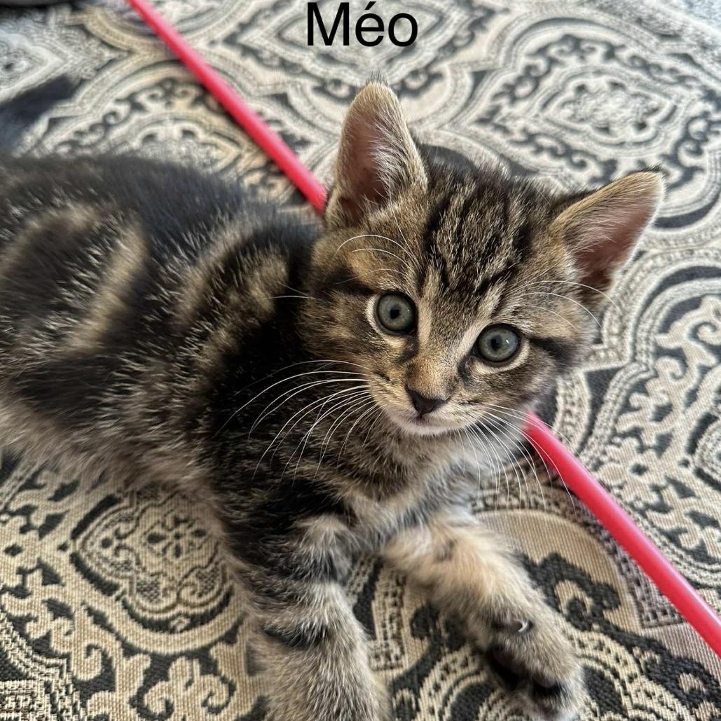 MƩo, Adoptable, Kitten Male Domestic Medium Hair.