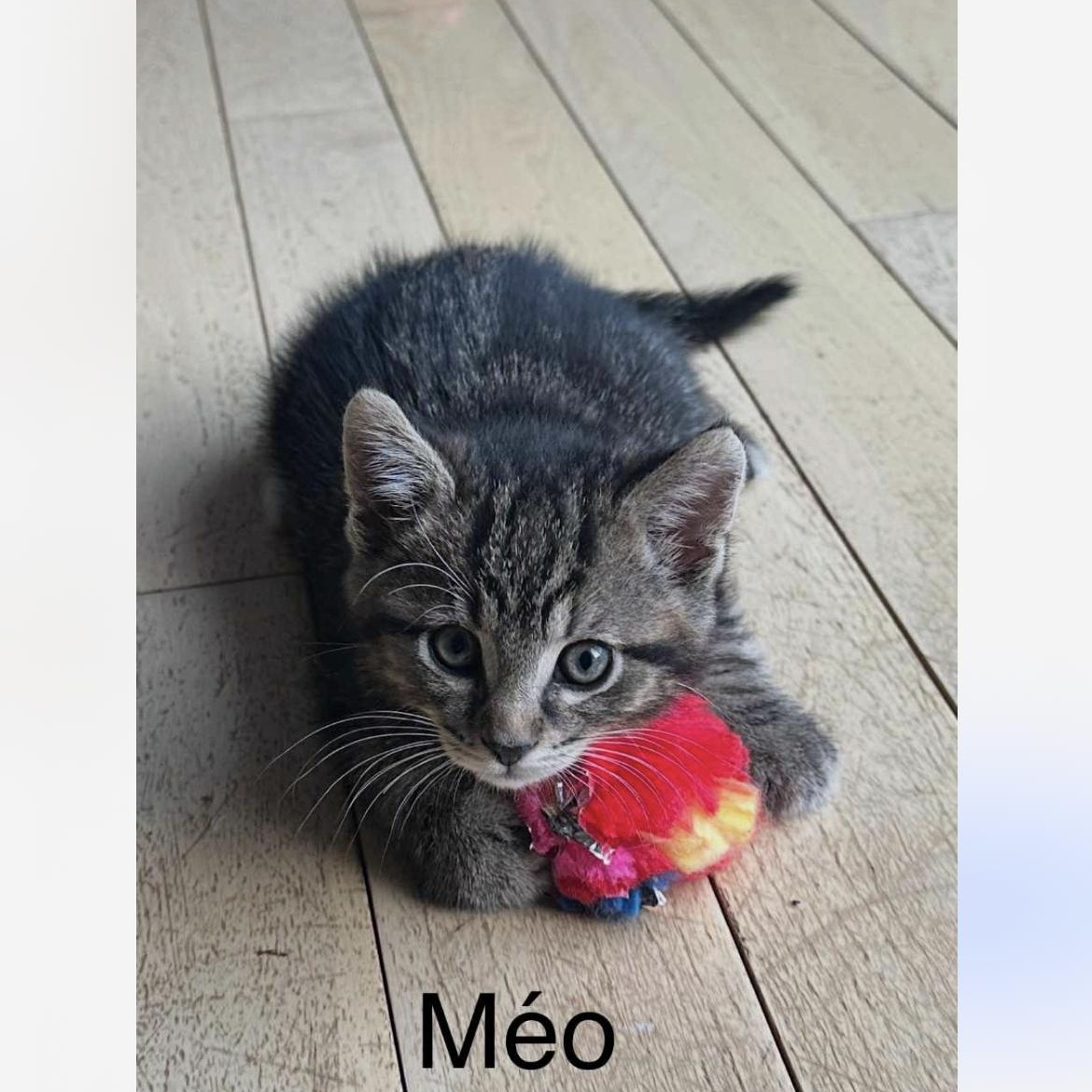 Méo, a Adoptable Domestic Medium Hair in Montreal, QC image 5/5