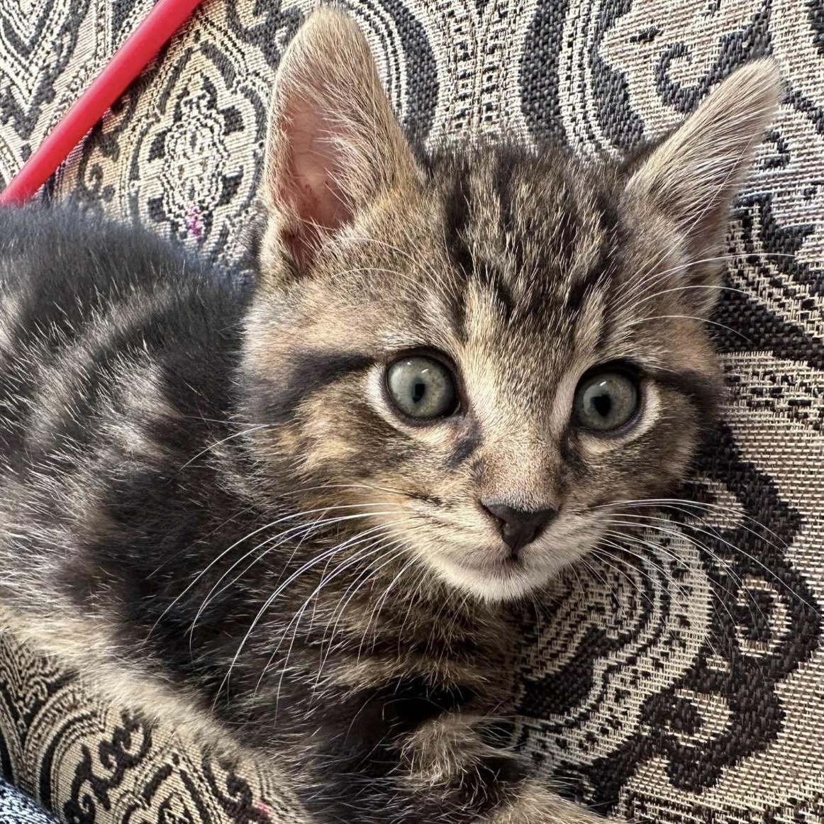 Méo, a Adoptable Domestic Medium Hair in Montreal, QC image 4/5