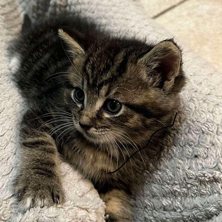 Méo, a Adoptable Domestic Medium Hair in Montreal, QC image 3/5