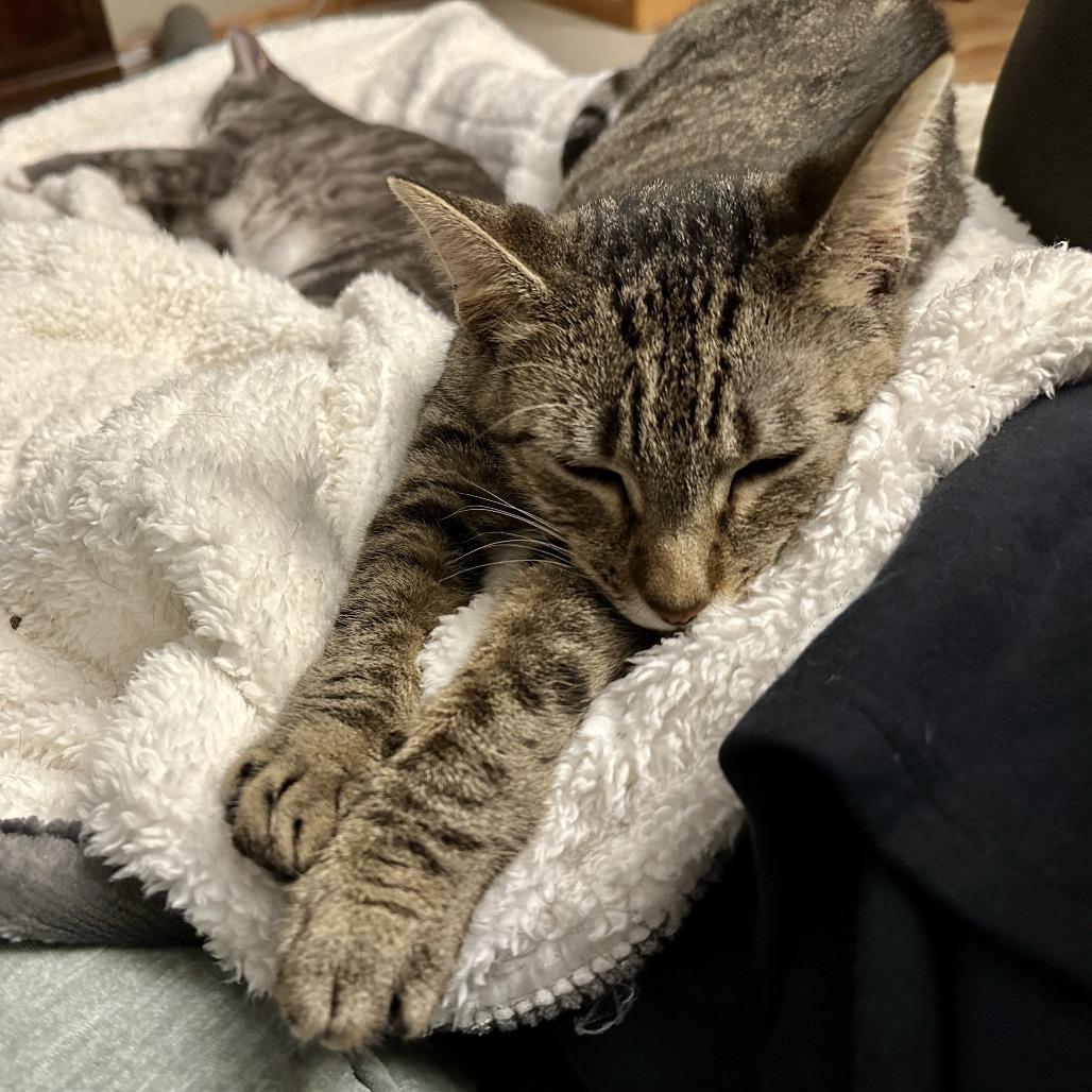 Enlarge Candice, a Adoptable Domestic Short Hair in Madison, WI image 1/4