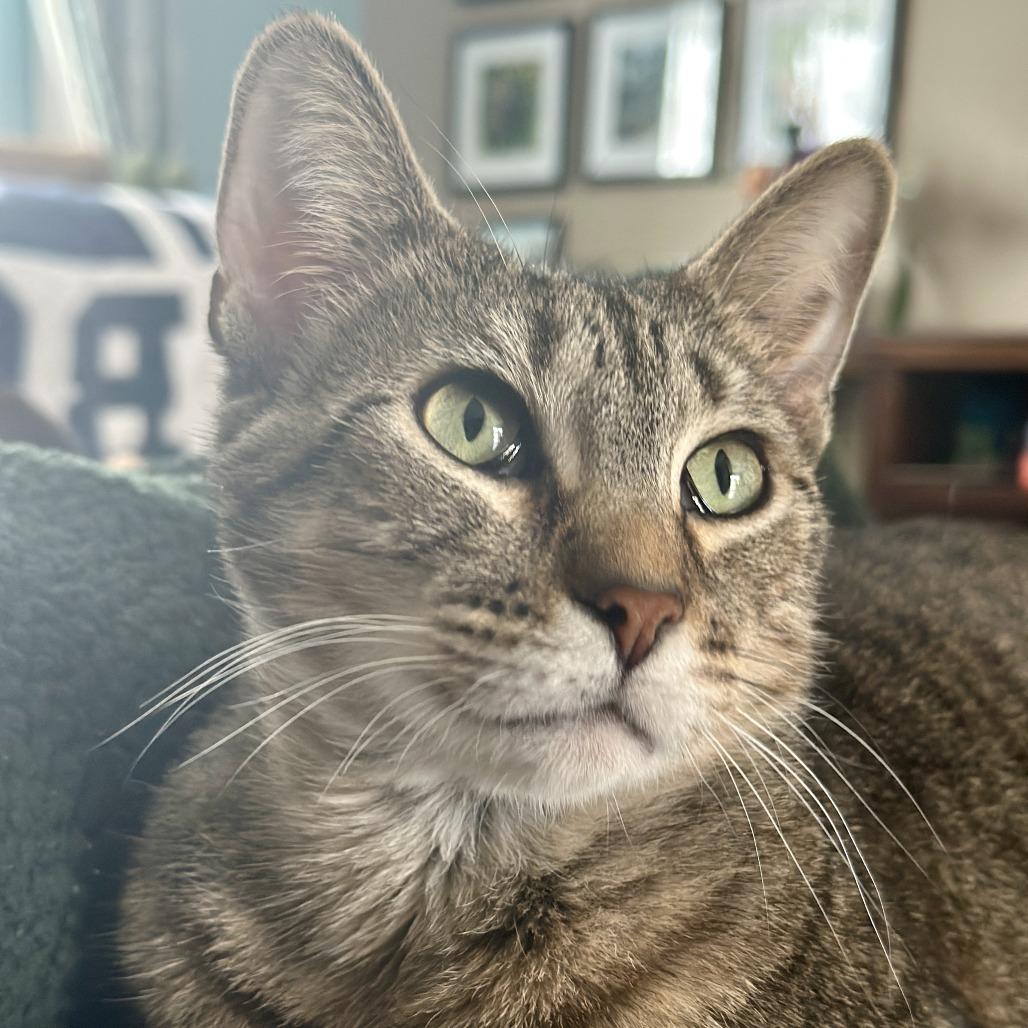 Enlarge Candice, a Adoptable Domestic Short Hair in Madison, WI image 3/4