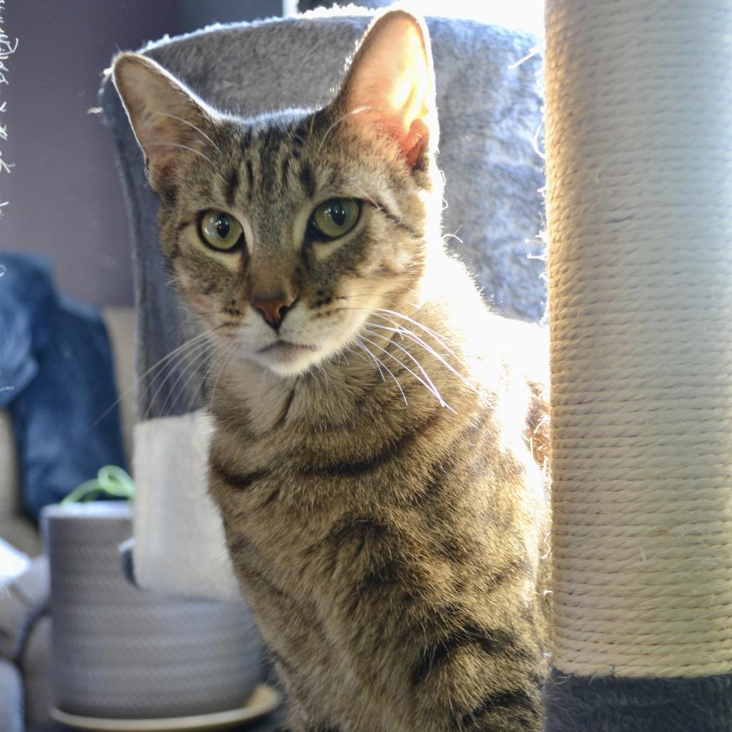 Enlarge Candice, a Adoptable Domestic Short Hair in Madison, WI image 4/4