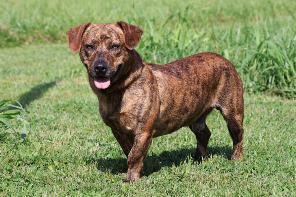 Domino, Adoptable, Young Male Mixed Breed.