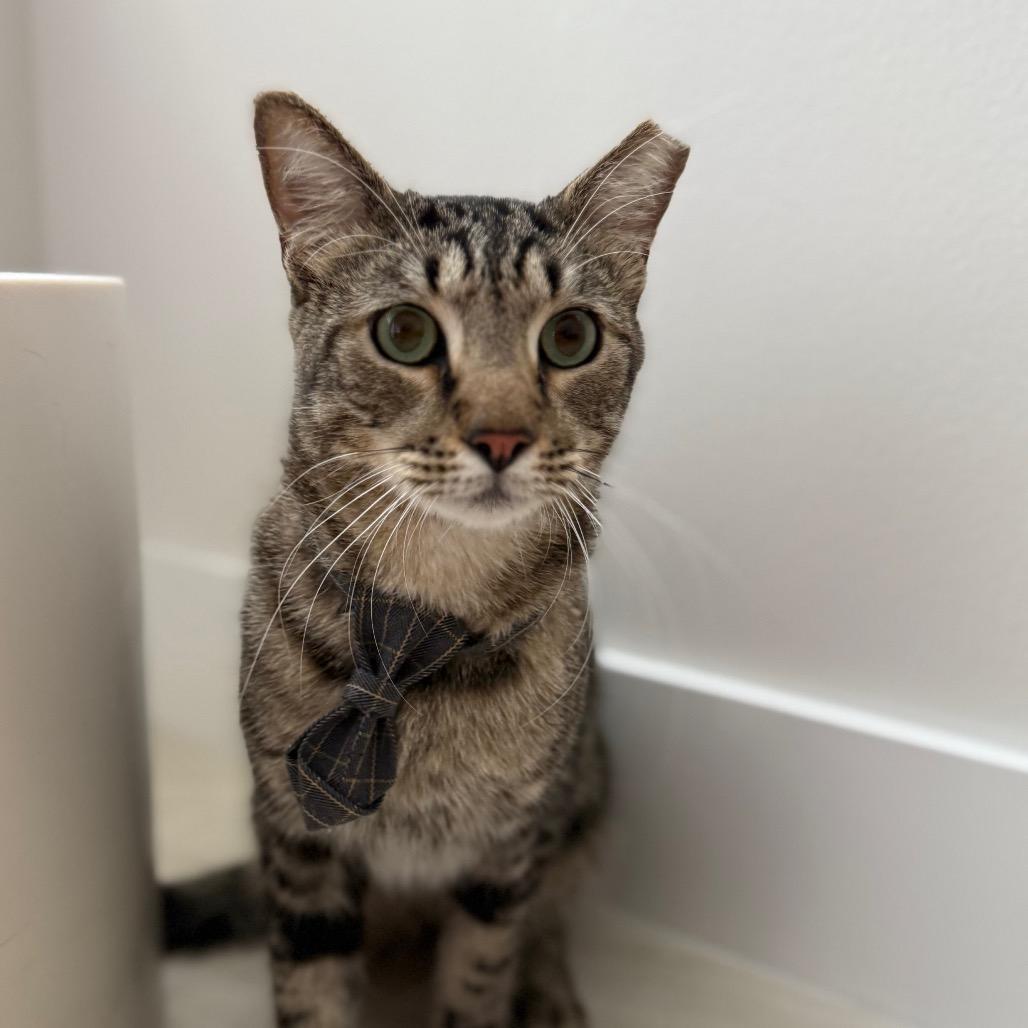 Smiley, a Adoptable Domestic Short Hair in Miami, FL image 1/5