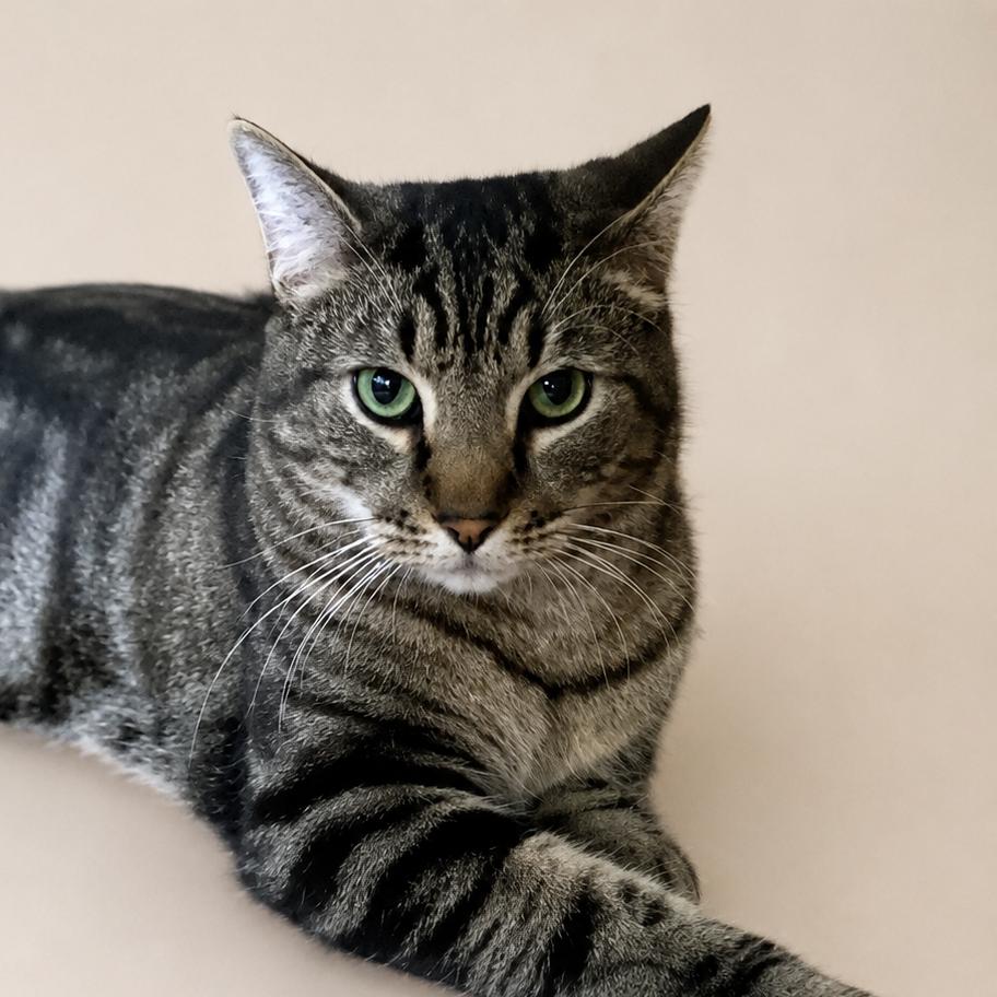 Smiley, a Adoptable Domestic Short Hair in Miami, FL image 2/5