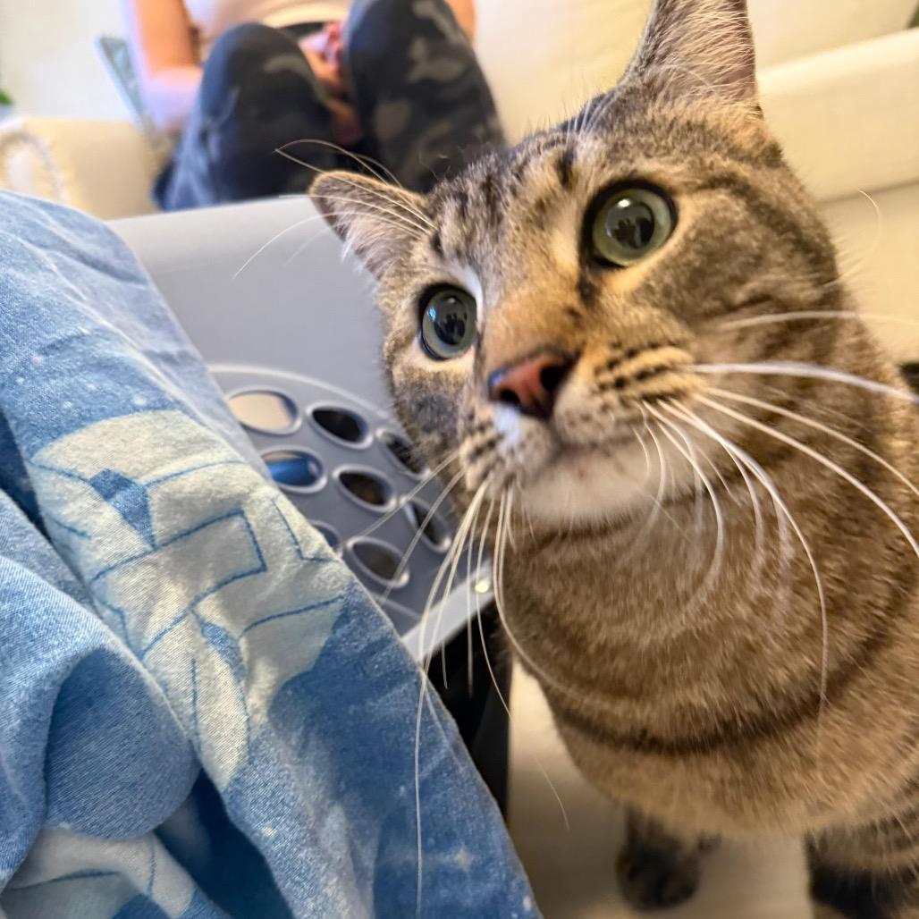 Smiley, a Adoptable Domestic Short Hair in Miami, FL image 2/5