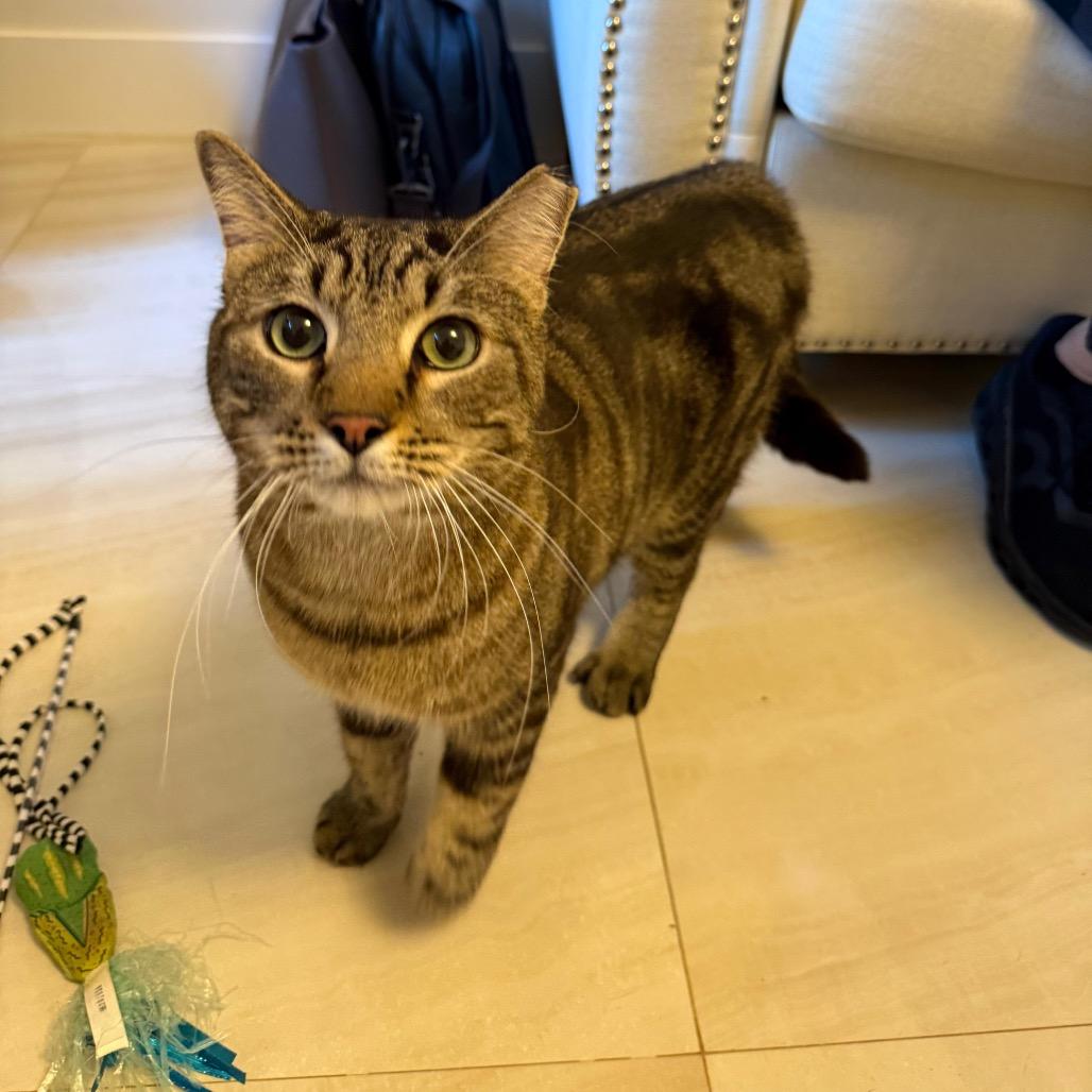 Smiley, a Adoptable Domestic Short Hair in Miami, FL image 3/5