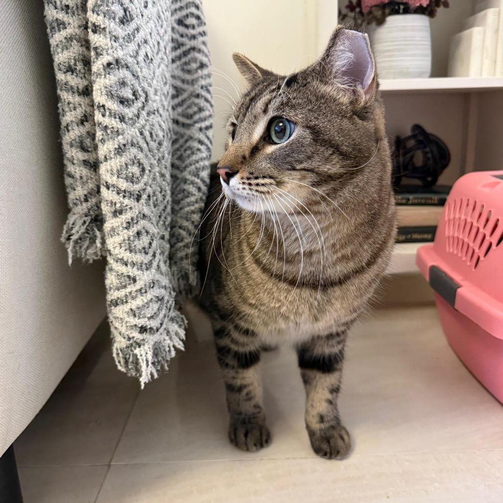 Smiley, a Adoptable Domestic Short Hair in Miami, FL image 4/5