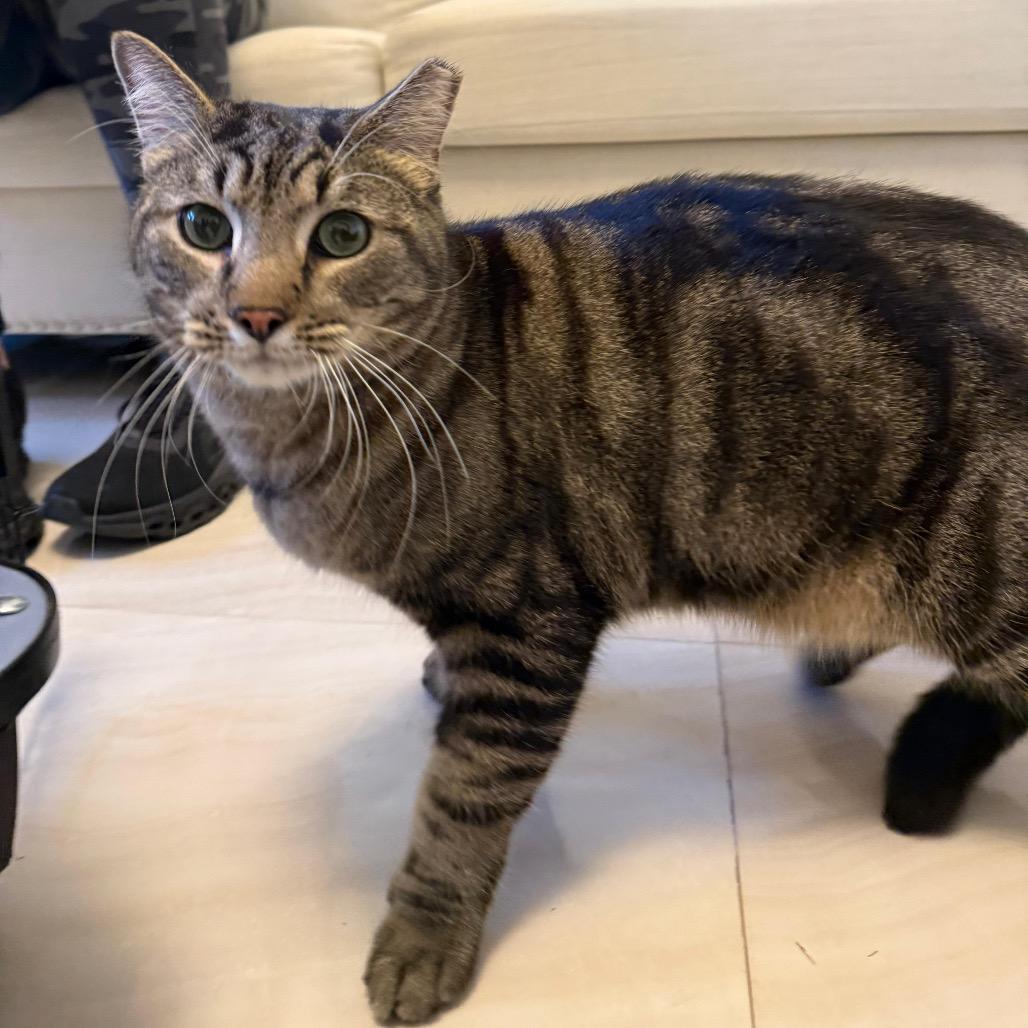 Smiley, a Adoptable Domestic Short Hair in Miami, FL image 5/5