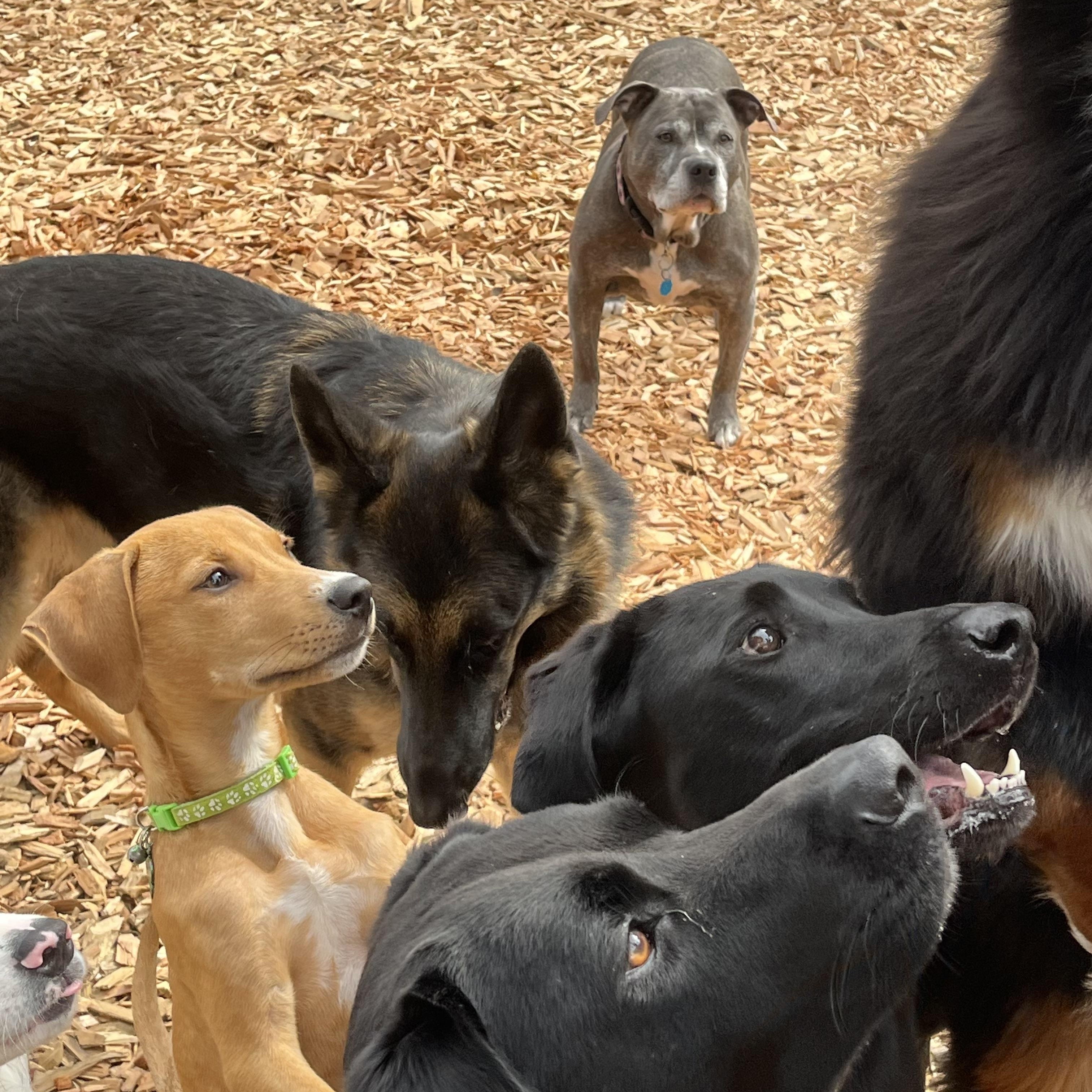 Enlarge Nacho, a Adoptable mixed breed in Milwaukie, OR image 3/6