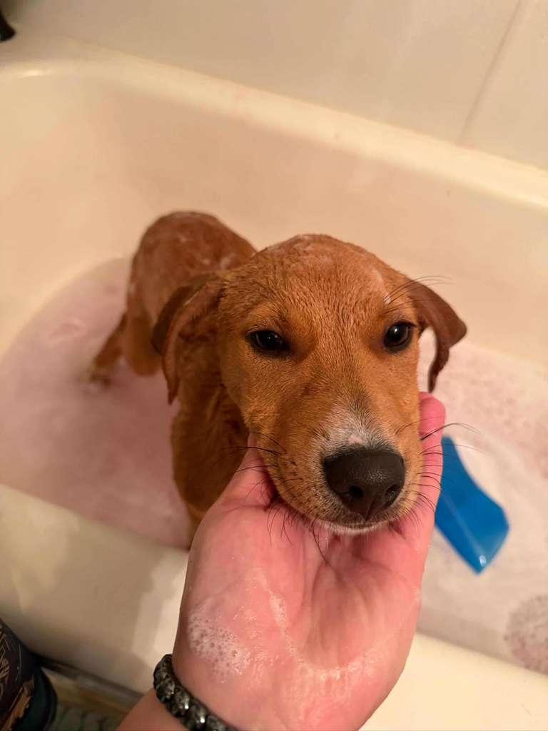 Enlarge Nacho, a Adoptable mixed breed in Milwaukie, OR image 1/6