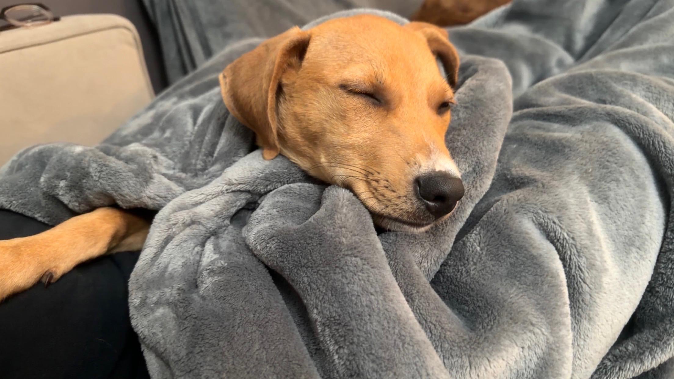 Enlarge Nacho, a Adoptable mixed breed in Milwaukie, OR image 4/6